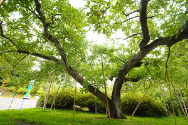 日本一長寿の陸奥の樹