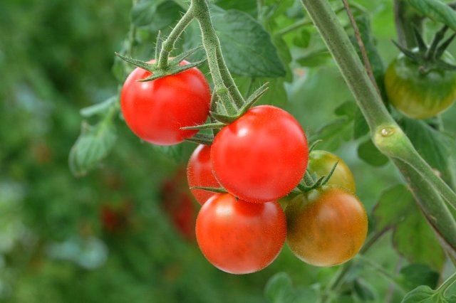 ドロップファーム　美容トマト