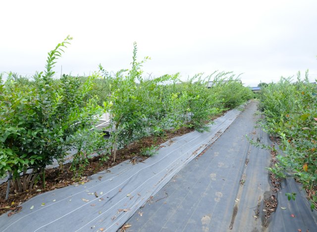小美玉市ブルーベリー生産組合のブルーベリー畑