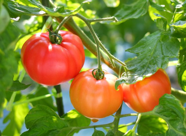 柳田農園のトマト