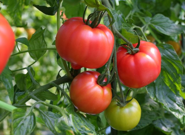 柳田農園のトマト
