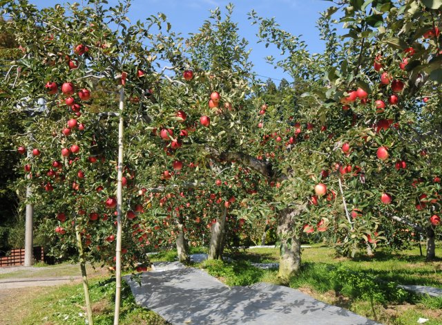 奥久慈りんご園　りんご木々