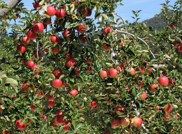 奥久慈りんご園　りんごの木