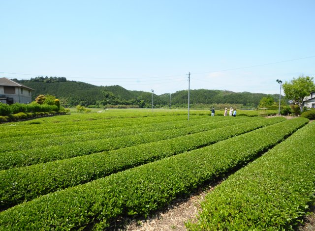 高安園　茶畑