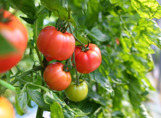 柳田農園の完熟トマト