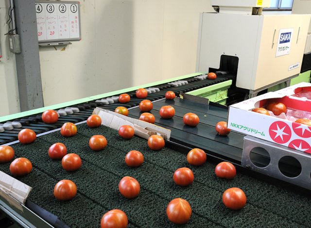 スーパーフルーツトマト光センサー付選果機