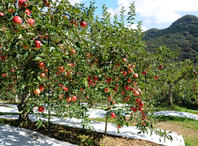奥久慈りんご園のりんご畑