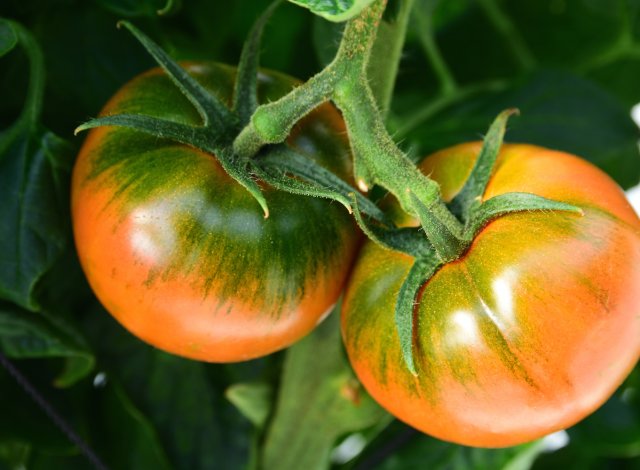 木に生るスーパーフルーツトマト
