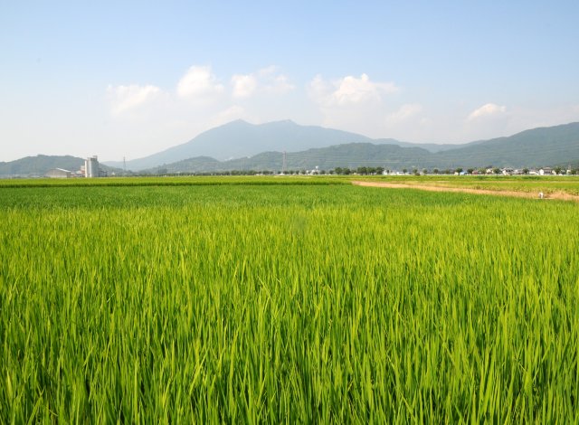 田園風景と筑波山