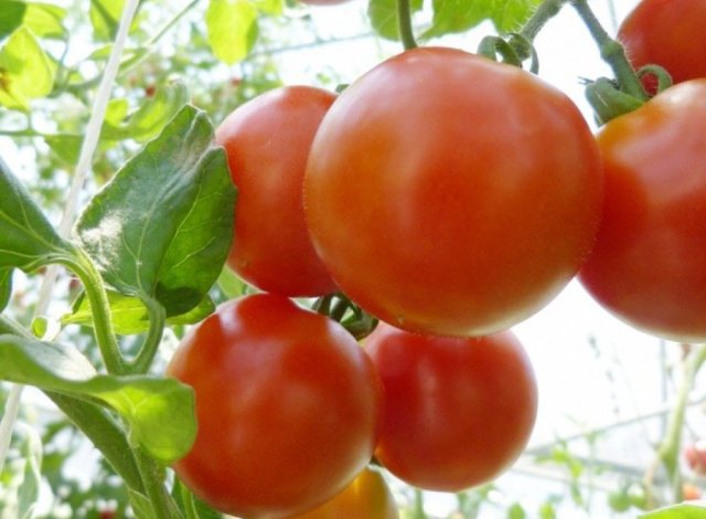 緑と風の農園のトマト