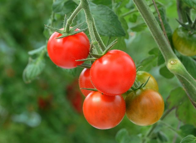 ドロップファームのトマト