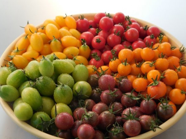 自社農場で栽培した５種類のミニトマト