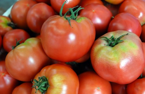 年間を通して一番人気のトマト