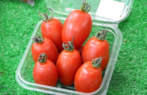 大人気のトマト「アイコ」