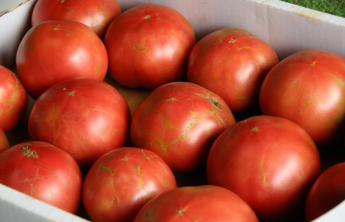 トマト　4月～12月|完熟で捥ぐトマトは生産者の直売所ならでは。
