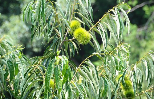 栗の木|栗ひろいは９月下旬～10月下旬頃まで