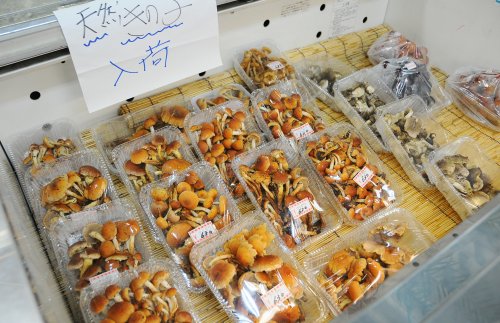 天然きのこ　9月～11月|常陸太田市周辺で取れた天然きのこを販売しています。