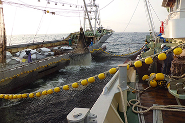 絶妙な脂の乗りと身の締り 茨城常磐の「マサバ」 全国トップクラスの漁獲量を誇る茨城県のまき網船団