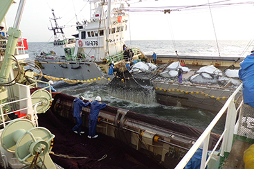 絶妙な脂の乗りと身の締り 茨城常磐の「マサバ」 全国トップクラスの漁獲量を誇る茨城県のまき網船団