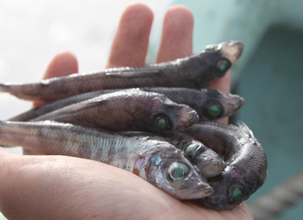 メヒカリ漁 メヒカリの鮮度は目と身の色をみること