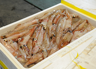 水戸市公設地方卸売市場 茨城の魚「常磐もの(じょうばんもの)」の魅力