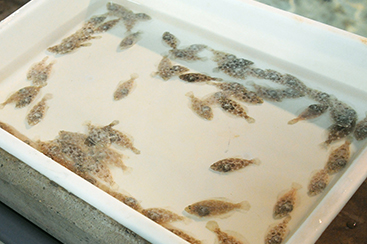 茨城県栽培漁業センター 3センチ程に成長したヒラメ