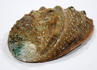 茨城県栽培漁業センター 緑色が残るアワビ(放流貝)の貝殻