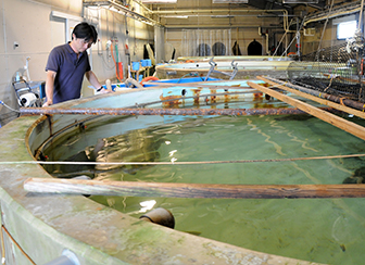 茨城県栽培漁業センター 親魚養成水