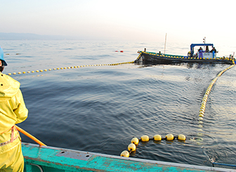 茨城の海を彩る赤い高級魚「タイ」県内唯一の定置網