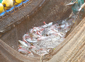 茨城の海を彩る赤い高級魚「タイ」県内唯一の定置網