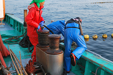 茨城の海を彩る赤い高級魚「タイ」網と綱の魔術、定置網漁