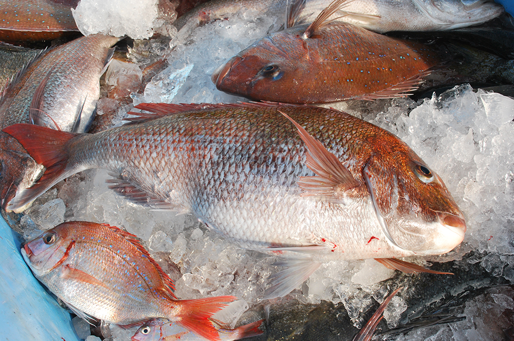 茨城の海を彩る赤い高級魚 タイ 旬のうまいもの特集 茨城をたべよう 食と農のポータルサイト