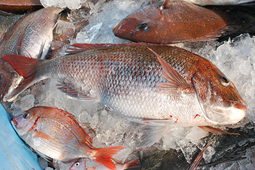 茨城の海を彩る赤い高級魚「タイ」新鮮な魚を食卓へ