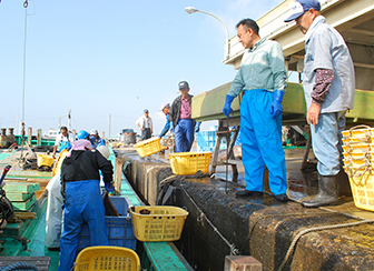 茨城の海を彩る赤い高級魚「タイ」その日のうちに店頭へ