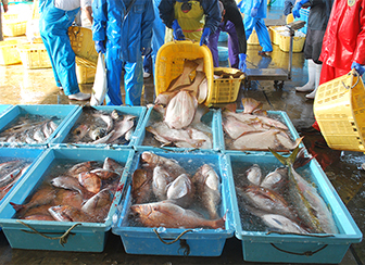 茨城の海を彩る赤い高級魚「タイ」その日のうちに店頭へ