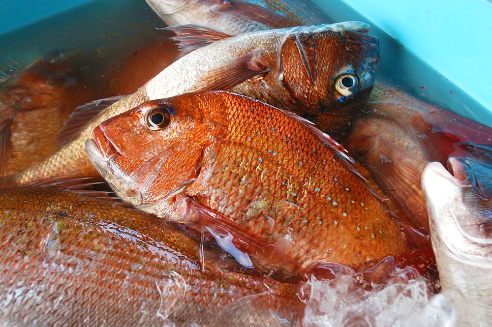茨城の海を彩る赤い高級魚 タイ 旬のうまいもの特集 茨城をたべよう 食と農のポータルサイト